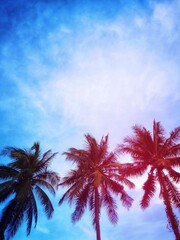 coconut tree with summer background