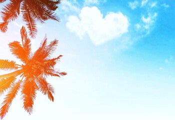 coconut tree with summer background