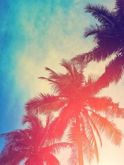 coconut tree with summer background