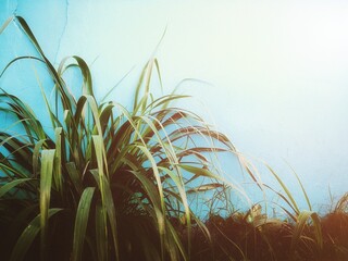 green leaf wallpaper background