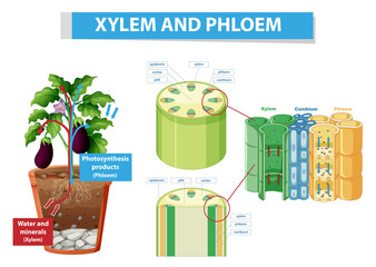 Diagram showing xylem and phloem in plant - obrazy, fototapety, plakaty
