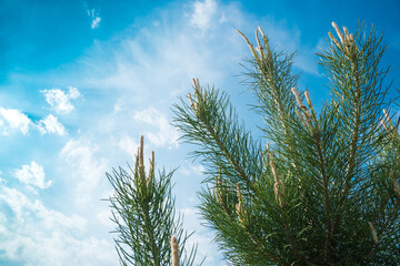 Naklejka premium Pine branches in summer forest. Coniferous needles as source of useful trace elements for medicine.