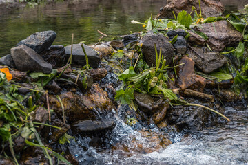 Stone dam on forest river. Wall of cobblestones stopped flow of water and formed pond. Green plants on bank of stream