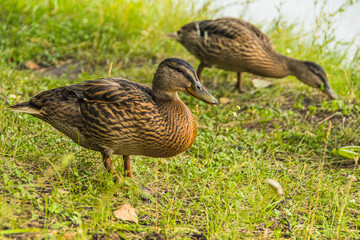 Gray ducks walk in green grass. Wild birds in habitat. Naturalist's observations of animals. Bird hunting in autumn