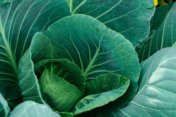 Obraz premium Cabbages on ridge in summer garden. Growing fresh vegetables on farm. Formation of cabbage from green leaves. Healthy food from natural products