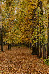 Fototapeta premium Autumn weather in city park. Forest with yellow leaves in gloomy silence. Dark trunks and branches of trees after rain. Land under golden carpet of dry plants.