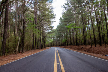 Winding Road in Woodlands