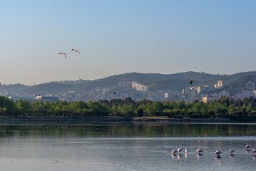 Izmir City Forest is like the lungs of the city in the city. The flowers blooming on the trees in spring, the flamingos and other birds in the lagoon offer a magical viewing pleasure.