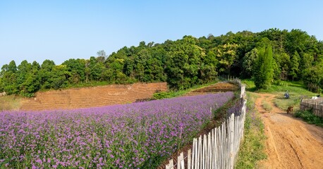 Fototapeta na wymiar Field of Purple Flowers and Bamboo Fence