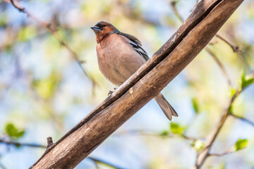 Common chaffinch, Fringilla coelebs, sits on a branch in spring on green background. Common chaffinch in wildlife.