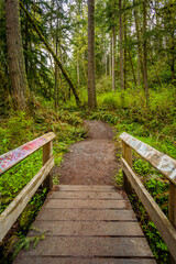 Wooden bridge in the forest