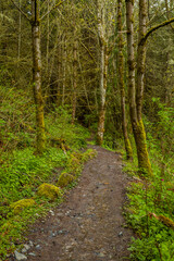 A dirt footpath in the woods