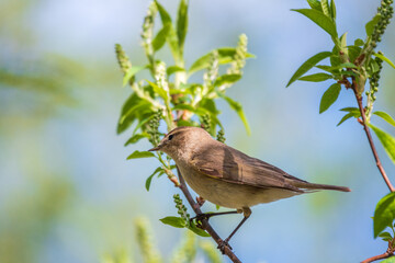 Common chiffchaff, lat. phylloscopus collybita, sitting on branch of bush in spring and looking for food
