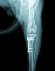 Dog's paw X-ray