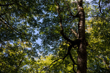 Fototapeta premium tree in the forest
