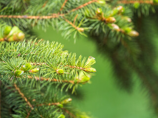 Fir branches with fresh shoots in spring.