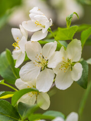 Naklejka na ściany i meble White blossoming apple trees. White apple tree flowers