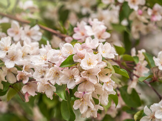 Fresh pink flowers of a blossoming apple tree with blured background