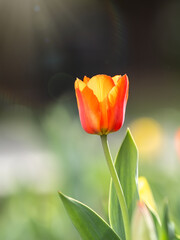 Naklejka premium Red tulip with blurry background in sunset
