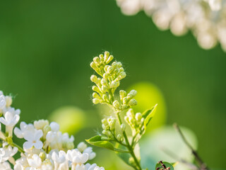 White Blooming Lilac Flowers in spring with blured background