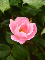 pink rose flower