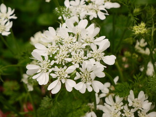 Fototapeta premium white flowers