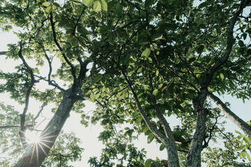 Many trees in the forest had bright green leaves. Perfect forest during the day.