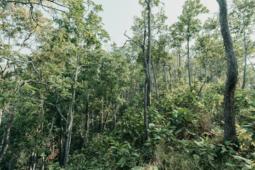 Many trees in the forest had bright green leaves. Perfect forest during the day.