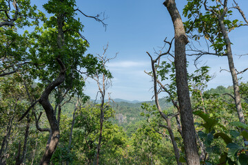 Many trees in the forest had bright green leaves. Perfect forest during the day.
