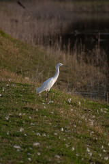 White great heron resting alone standing on the green ground during the feather molting season.