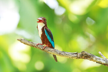 The White-throated Kingfisher on a branch in nature