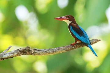 The White-throated Kingfisher on a branch in nature