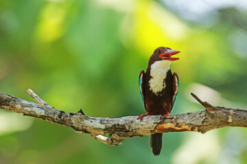 The White-throated Kingfisher on a branch in nature