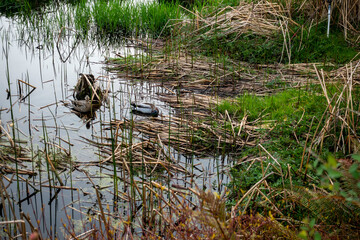Male and female ducks in inner city pond