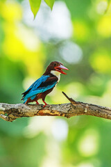 The White-throated Kingfisher on a branch in nature