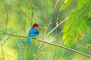 The White-throated Kingfisher on a branch in nature