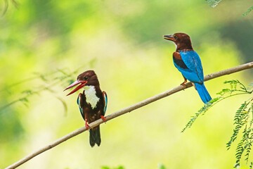 The White-throated Kingfisher on a branch in nature