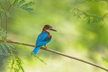 The White-throated Kingfisher on a branch in nature