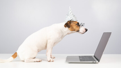Jack Russell Terrier dog in a tinfoil hat and glasses works at a laptop. 