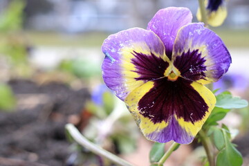 Purple flower Pansies.