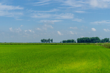 Rice field. Young rice shoots. Sprouted Rice. Sprouted Fig.