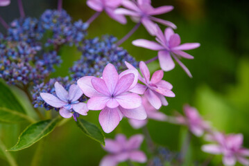 ゆり園あじさい園の紫陽花
