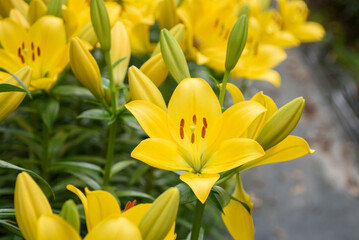 ゆり園あじさい園のユリの花