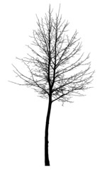 Silhouette of a tree on a white background. Realistic black and white illustration of a bird cherry Maak.