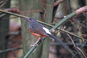 The White-rumped shama on a branch in nature