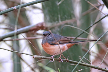 The White-rumped shama on a branch in nature