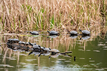 Turtles sunning themselves on logs on a lake