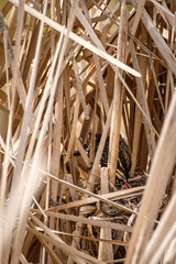 An adult sparrow feeds its young chick in a nest build amongst the marsh grass