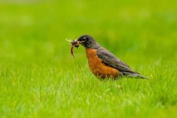 An American robin in a grass field carrying bugs in its beak
