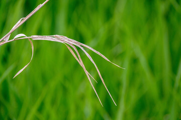 Long brown grass stalks in front of a field of green grass